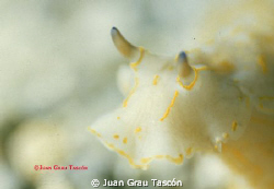 Smile of Nudibranche by Juan Grau 
